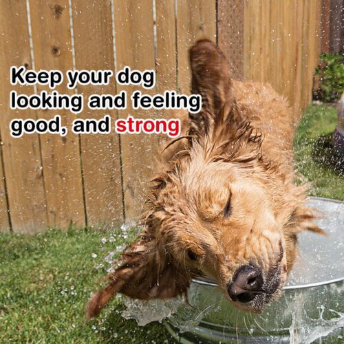 Keep your dog looking and feeling good, and strong