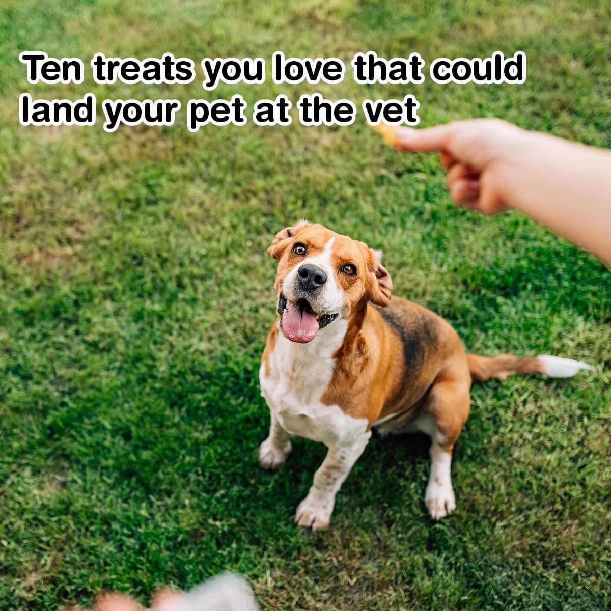 ten-treats-you-love-that-could-affect-your-dogs-happy-health-bobtail