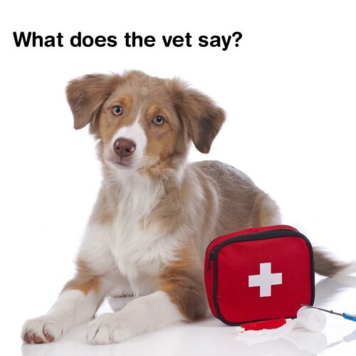 Basic First Aid Tips for Pets | Bobtail