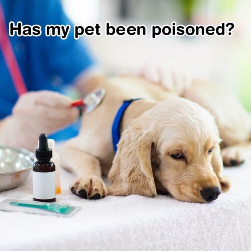 How to Tell if Your Dog’s Been Poisoned | Bobtail