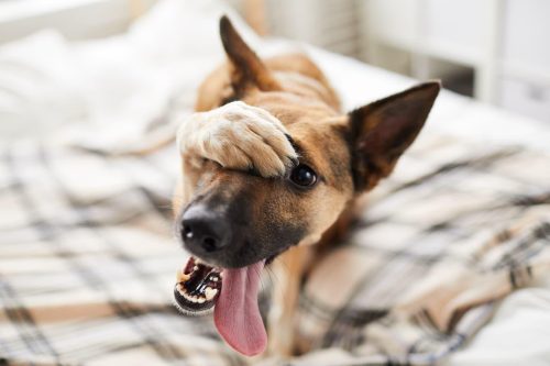 Understanding Dog Behavior: Tips for Training Stubborn Dogs