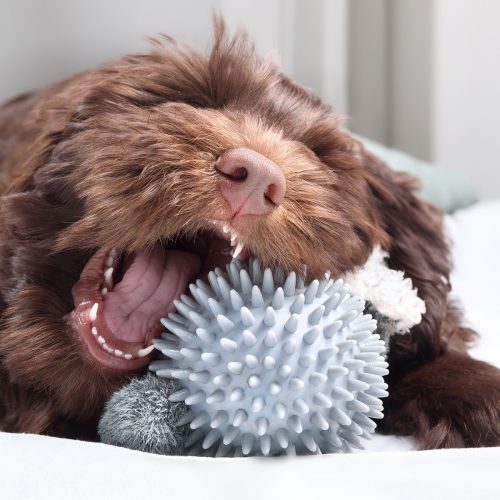 Why good dog dental care is important