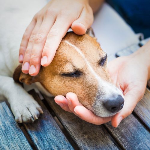How to spot the signs of common dog illnesses